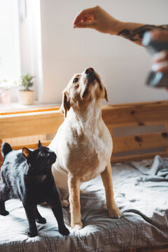A playful scene featuring a dog and a cat in a cozy indoor setting. The dog, a Labrador Retriever, is sitting attentively, looking up at a hand holding a treat. The cat, a black domestic shorthair, is