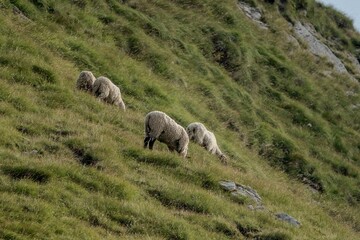 Sheep grazing on steep grassy hillside
