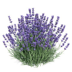 A bush of vibrant purple lavender blooms against a Transperant background., showcasing its delicate flowers and lush green foliage.