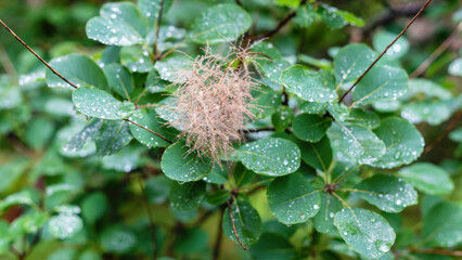 Fluffy blooms of cotinus coggygria after rain.