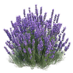 A vibrant cluster of purple lavender flowers against a Transperant background., showcasing their lush foliage and delicate petals.