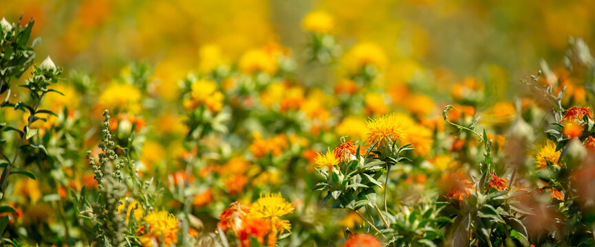 Blooming orange safflower close-up. Safflower fields against the backdrop of mountains. Industrial cultivation of safflower for oil production.