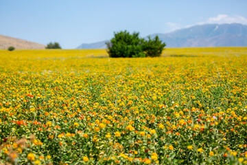 Blooming orange safflower close-up. Safflower fields against the backdrop of mountains. Industrial cultivation of safflower for oil production.