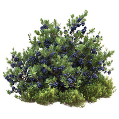 A lush bush with vibrant green leaves, adorned with clusters of dark blue berries against a contrasting Transperant background..