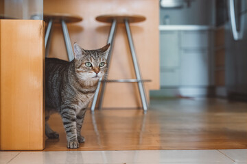 A curious tabby cat standing in a modern kitchen, with wooden elements and bar stools in the background. The cat has striking green eyes and a focused expression, exploring its surroundings.