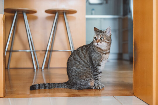 A curious tabby cat standing in a modern kitchen, with wooden elements and bar stools in the background. The cat has striking green eyes and a focused expression, exploring its surroundings.