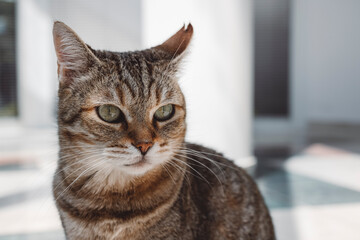 A close-up of a tabby cat lying on a wooden floor, with a blurred background of a door. The cat has a calm expression and is looking slightly to the side.