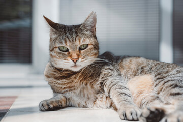 A tabby cat sitting on a tiled floor, looking upwards with sunlight streaming in through a window. The cat has a curious expression and the room has a modern aesthetic.