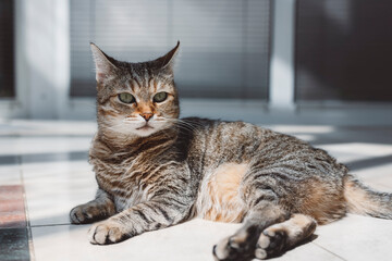 A sleepy tabby cat resting on a tiled floor with sunlight streaming in, creating a serene atmosphere. The cat is curled up, with its eyes closed, enjoying a peaceful moment.