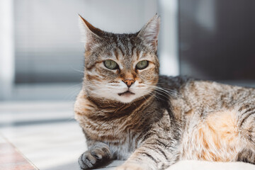 A sleepy tabby cat resting on a tiled floor with sunlight streaming in, creating a serene atmosphere. The cat is curled up, with its eyes closed, enjoying a peaceful moment.