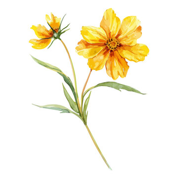 yellow watercolor flowers on white background clip art preview