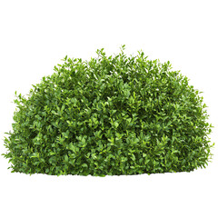 Naklejka premium Lush green shrub with dense foliage, showcasing a rounded shape against a Transperant background..