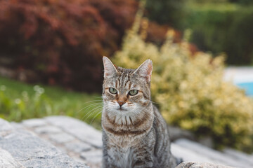 A gray tabby cat walking along the edge of a swimming pool in a backyard setting. The pool is blue, and there are chairs and a shaded area in the background. The scene is serene and captures a sunny d