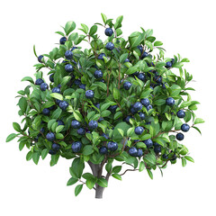 A vibrant blueberry bush with lush green leaves and plump blue fruits, illustrating nature's beauty and abundance.