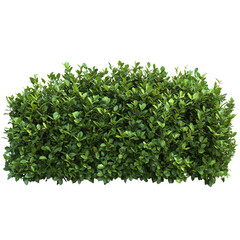 Obraz premium A vibrant green bush with densely packed leaves, set against a contrasting Transperant background..