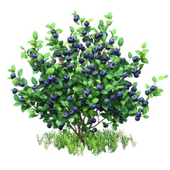 A lush blueberry bush laden with ripe blue fruits, surrounded by green foliage, set against a Transperant background..