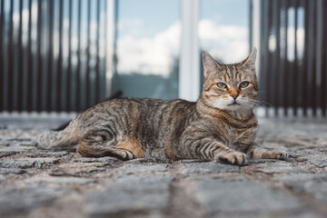 A striped cat walking confidently along a pathway surrounded by greenery. The cat has a focused expression, with its ears perked up, showcasing its alertness in a natural outdoor setting.