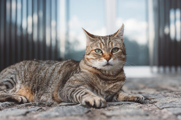 A close-up of a tabby cat lounging on a stone surface, with a calm expression. The background...