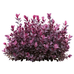 A vibrant, lush bush with deep purple leaves against a Transperant background., showcasing its rich color and dense foliage.