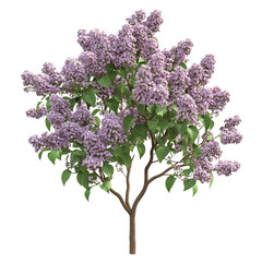 A lilac tree with vibrant purple flowers and lush green leaves set against a Transperant background..