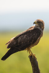 red tailed hawk waiting for its prey