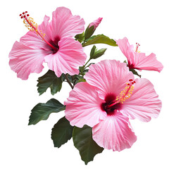 A vibrant cluster of pink hibiscus flowers with dark centers against a Transperant background., showcasing their lush petals and green leaves.