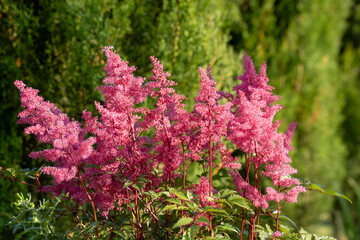 close-up of beautiful dark pink Astilbe chinensis, commonly known as false goat's beard, tall...
