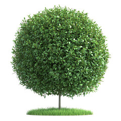 A lush, spherical bush with dense green foliage sits on a patch of grass, set against a Transperant background..