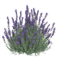A lush cluster of vibrant purple lavender flowers, surrounded by green foliage, set against a Transperant background..