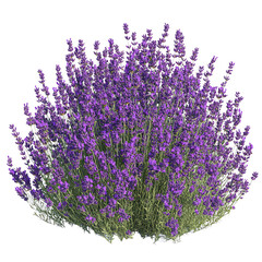 A vibrant lavender bush with rich purple flowers and green foliage, set against a Transperant background., showcasing its lush, rounded form.