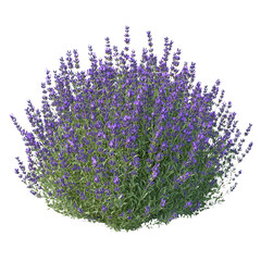 A lush, round bush of vibrant purple flowers, set against a Transperant background., showcasing natural beauty and floral abundance.