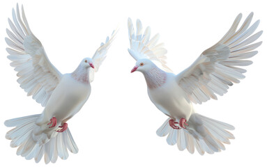Obraz premium PNG Two white pigeon animal bird dove.