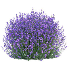 A lush, vibrant lavender bush filled with purple flowers against a Transperant background., showcasing its beauty and fragrance.