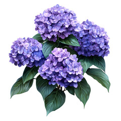 A vibrant cluster of purple hydrangea flowers with lush green leaves, set against a Transperant background..