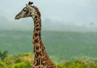 Giraffes in Tanzania