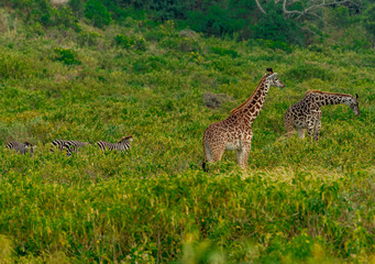 Giraffes in Tanzania