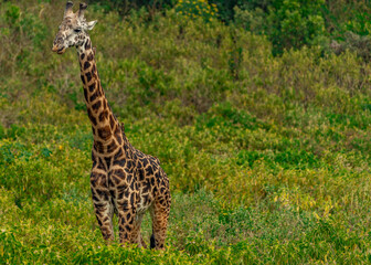 Giraffes in Tanzania