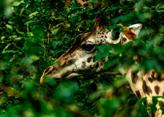 Giraffes in Tanzania