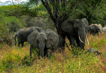 Elephants at Tarangire National Park