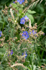 detailed close-up of a Geranium pratense, the meadow crane's-bill or meadow geranium
