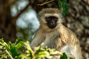 Obraz premium Vervet Monkeys at Tarangire National Park