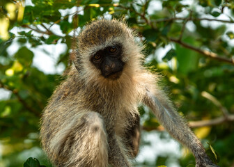 Fototapeta premium Vervet Monkeys at Tarangire National Park