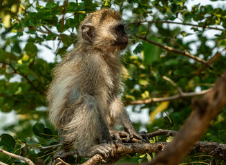 Vervet Monkey at Tarangire National Park, Tanzania