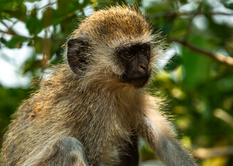 Vervet Monkeys at Tarangire National Park