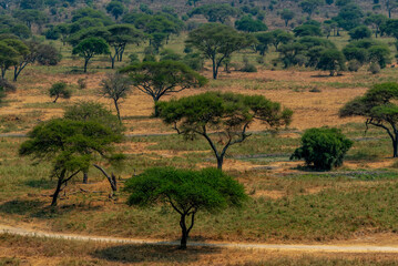 Savannah in Tarangire, Tanzania