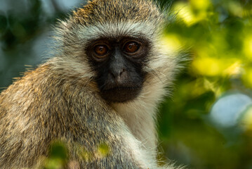Vervet Monkeys at Tarangire National Park