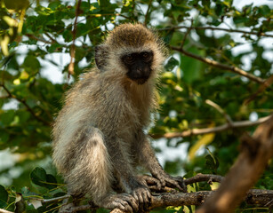 Vervet Monkeys at Tarangire National Park