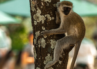 Vervet Monkeys at Tarangire National Park