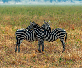 Obraz premium Zebras, Tanzania