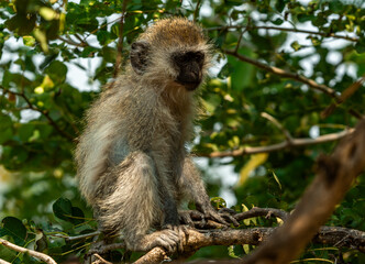 Vervet Monkeys at Tarangire National Park